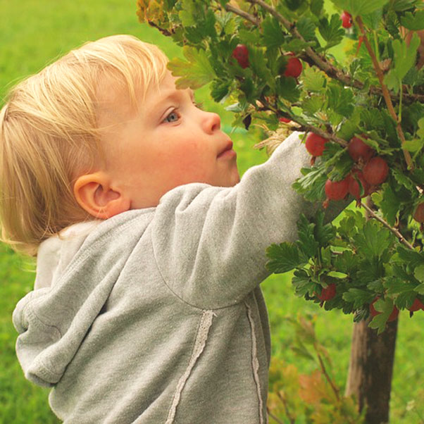 Verdura, frutta e cereali integrali per un intestino più sano