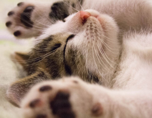 Impariamo dalla natura: stiracchiarsi fa bene