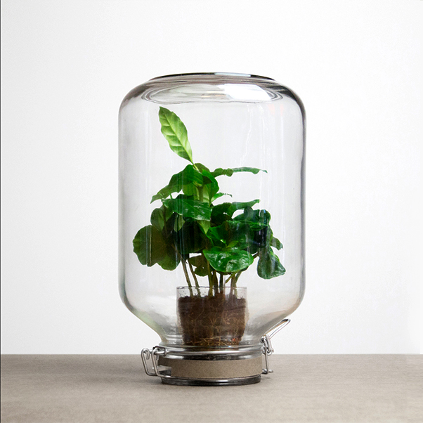 Attività a scuola: osserviamo il respiro delle foglie