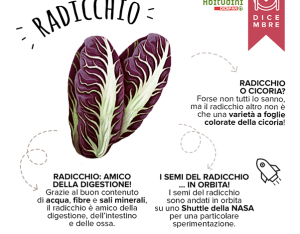 Orto-Scuola: il Radicchio