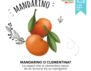Orto-Scuola: il Mandarino