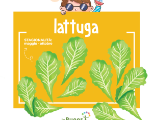 Lattuga: stagionalità, proprietà e condimenti!