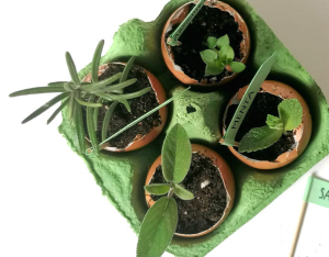 Papà, piantiamo le aromatiche!